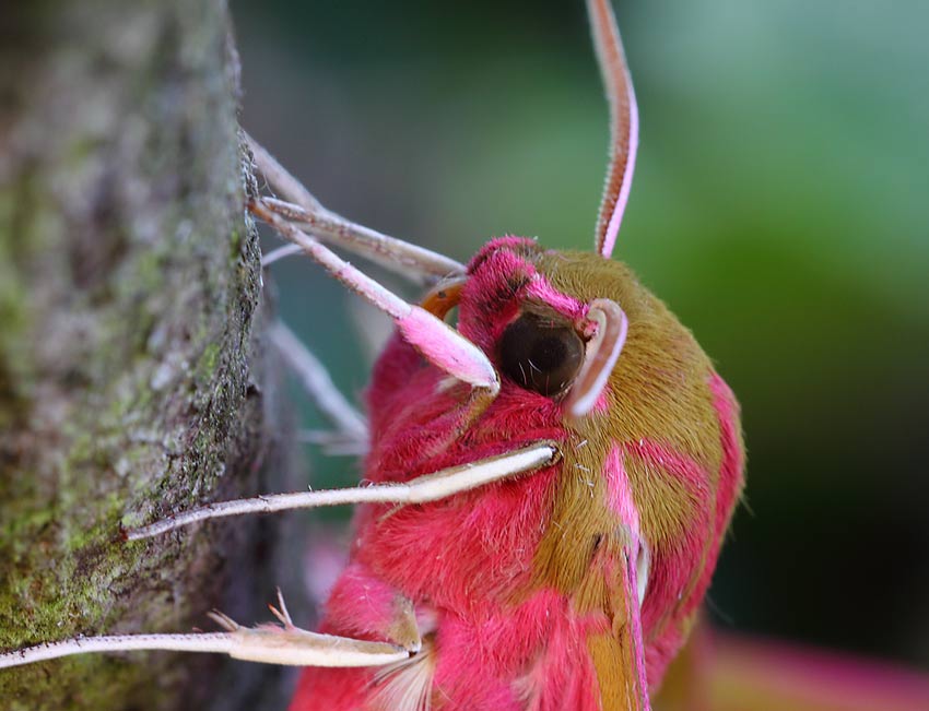 Elephant-Hawkmoth-12024301