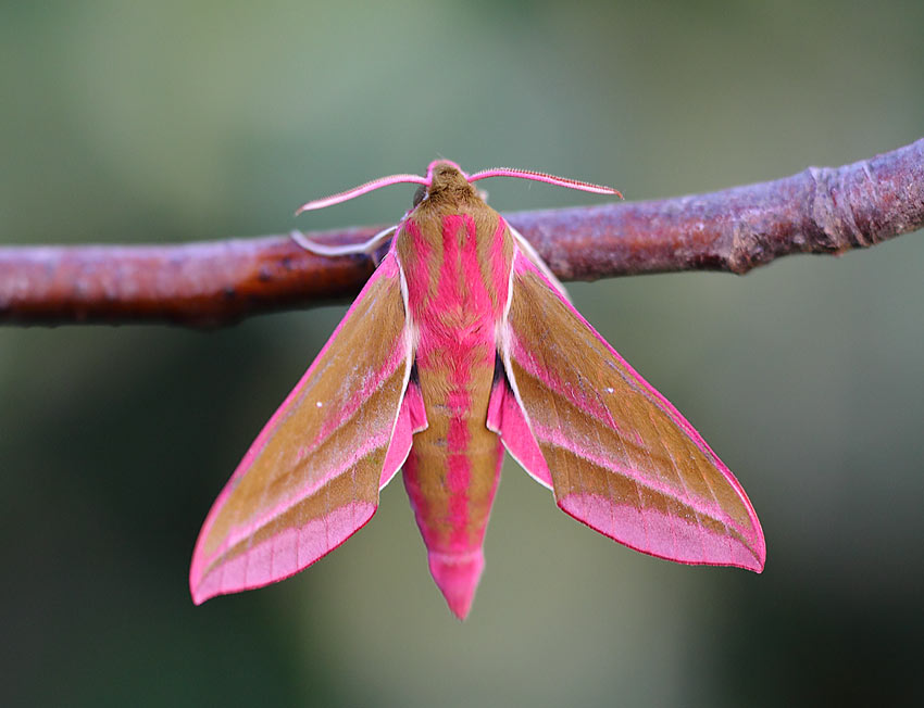 Elephant-Hawkmoth-12234300