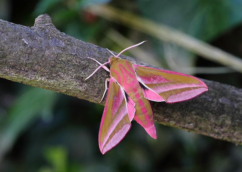 Elephant-Hawkmoth-12284302