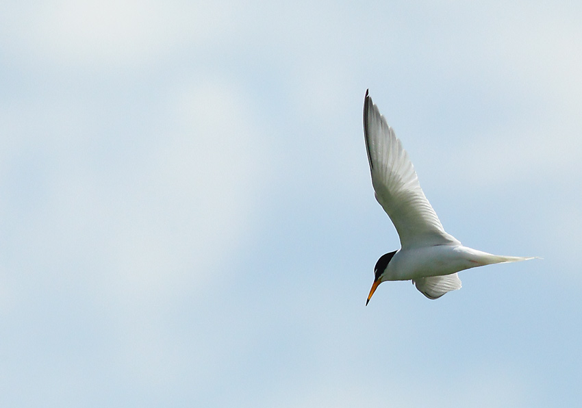 Little-Tern-80354254