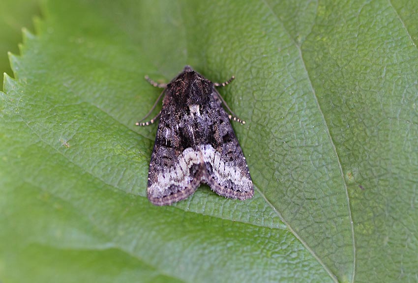 Marbled-Minor-08904264