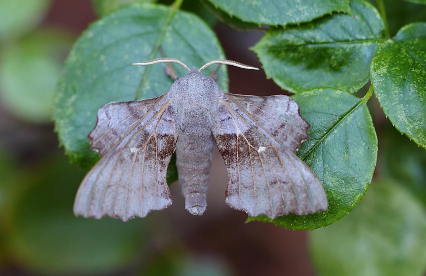 Poplar-Hawk-08224258