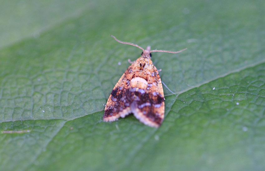 Pseudargyrotoza-conwagana-08004257