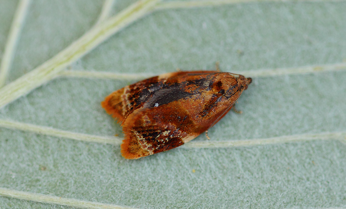 Red-barred Tortrix 09414270