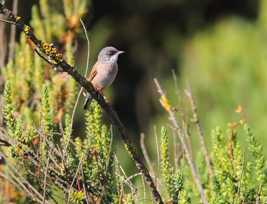 Spectacled-Warbler-78514250