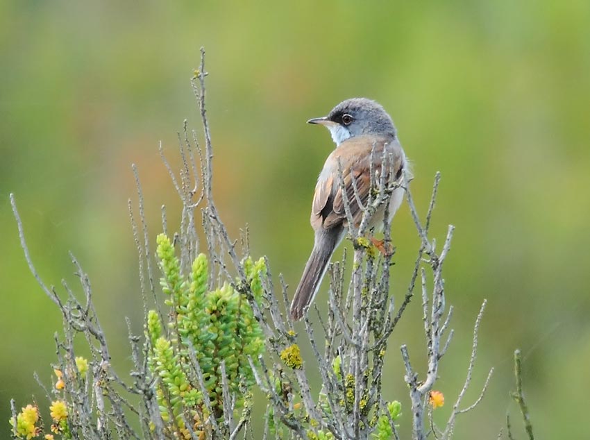 Spectacled-Warbler-79864251