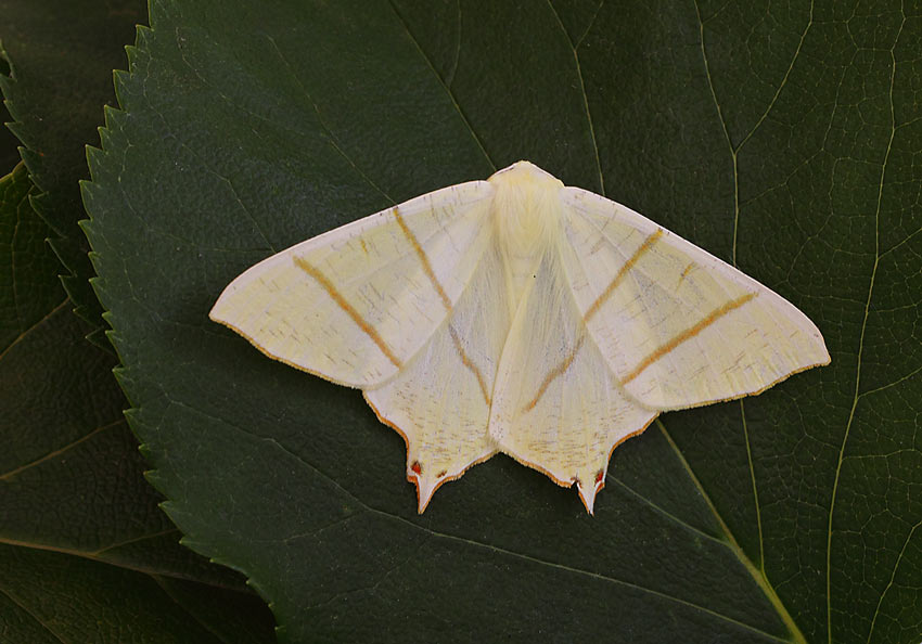 Swallowtail-Moth-11584295