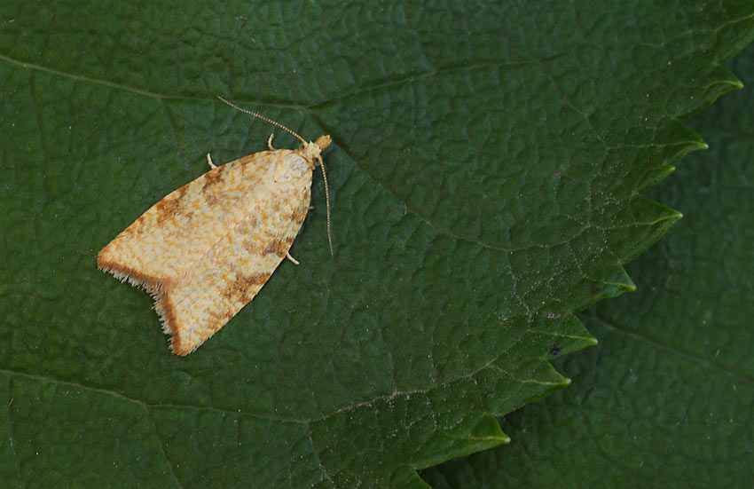 Aleimma-loeflingiana-136415