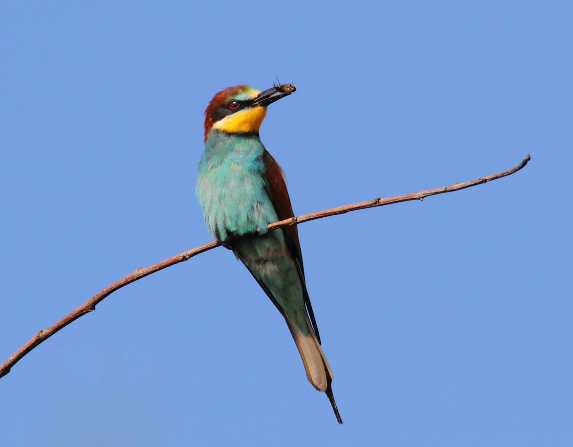 Beeeater-646378