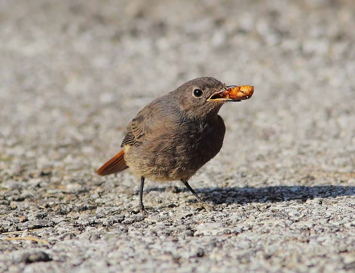 Black-Redstart-1196106