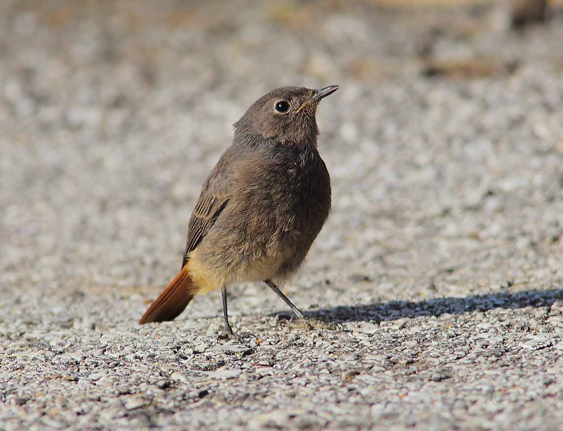 Black-Redstart-1198107