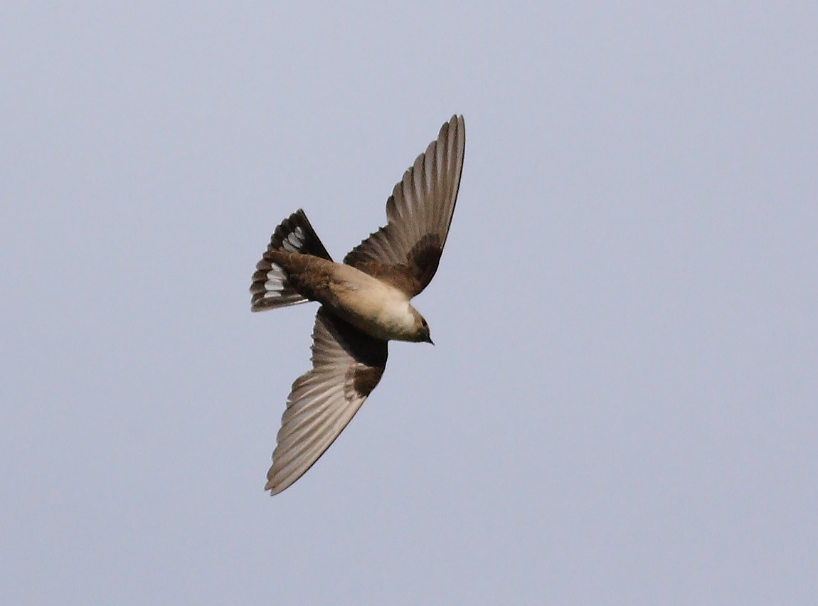 Crag-Martin674369