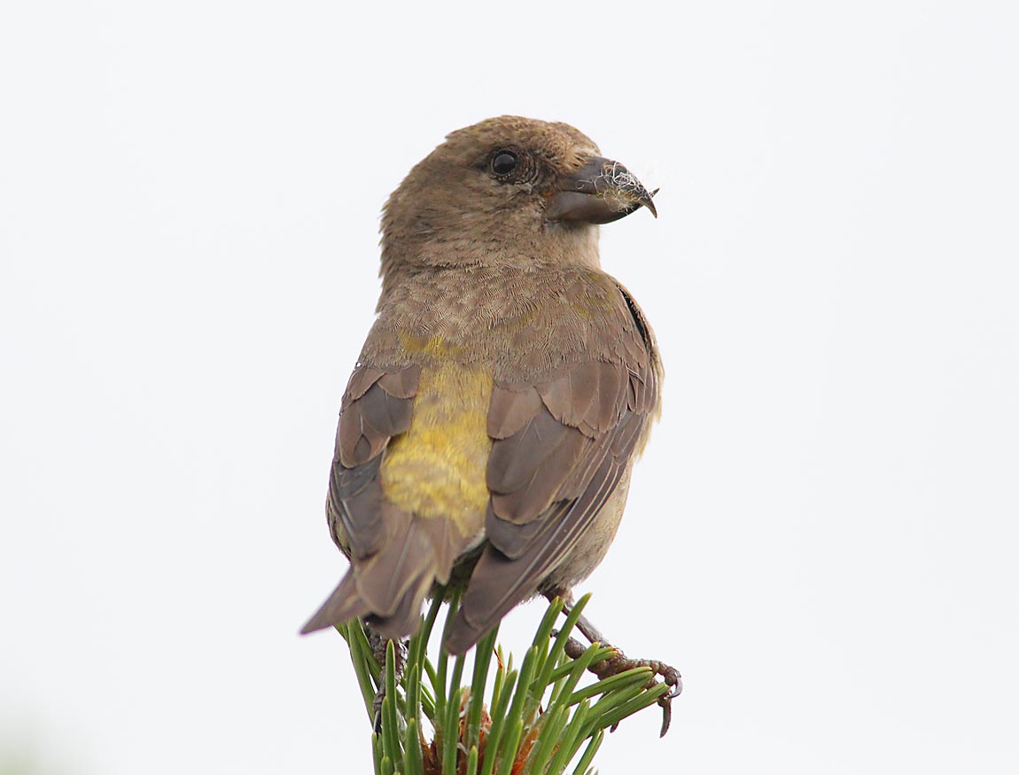 Crossbill-643174
