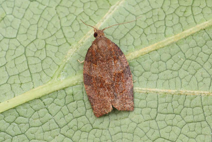 Dark-Fruit-tree-Tortrix-131913