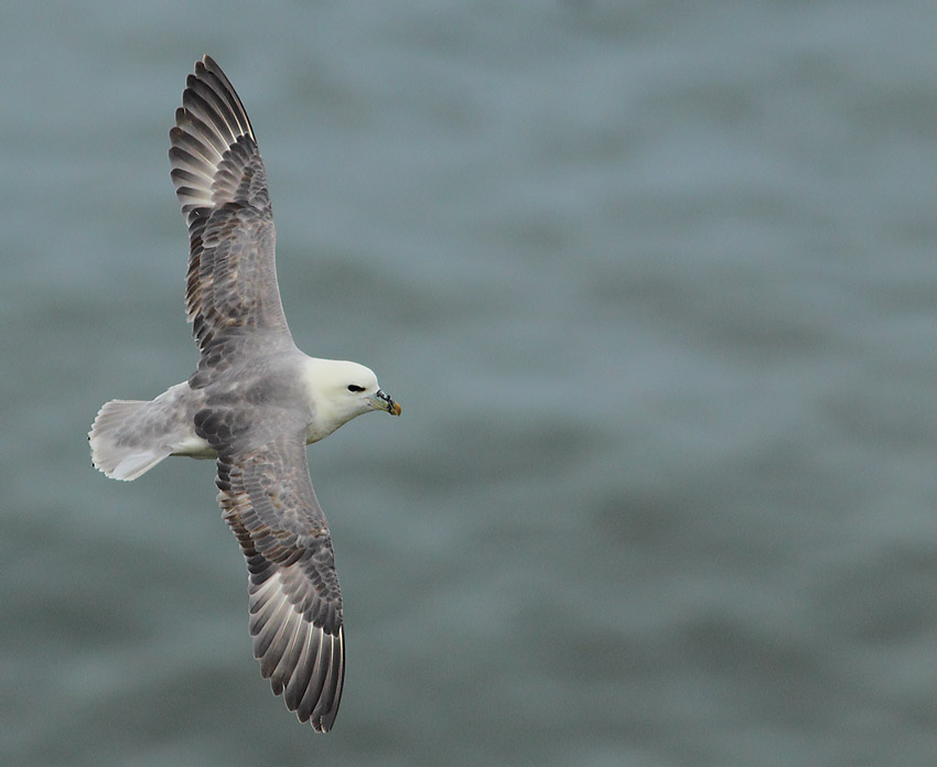 Fulmar-84884319
