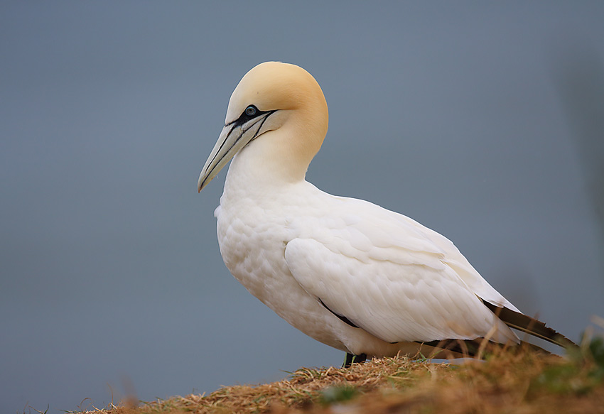 Gannet-55Q87954304
