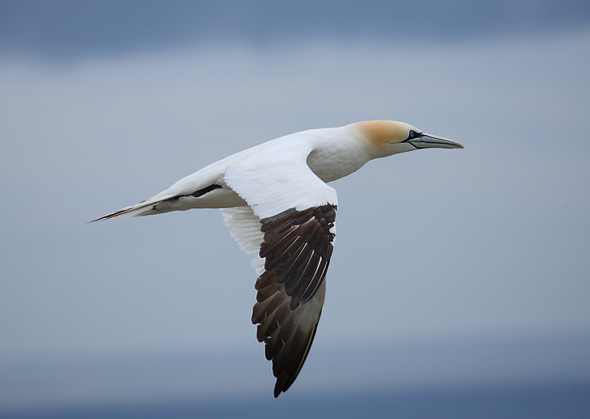 Gannet-62804328
