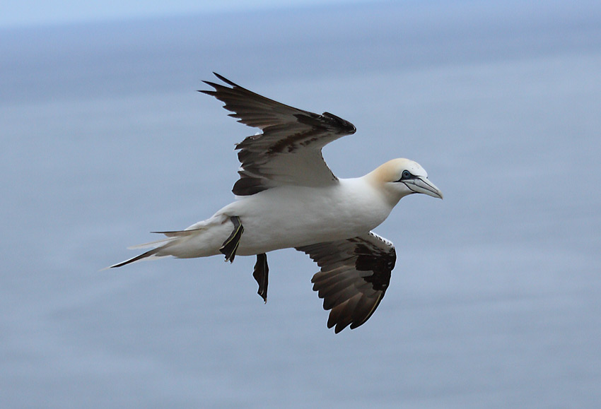 Gannet-62944334