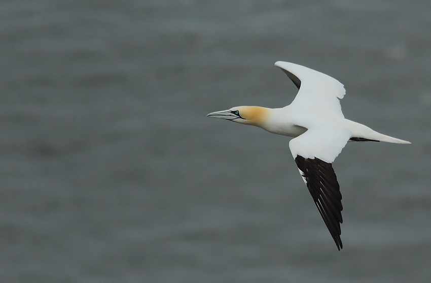 Gannet-82264306