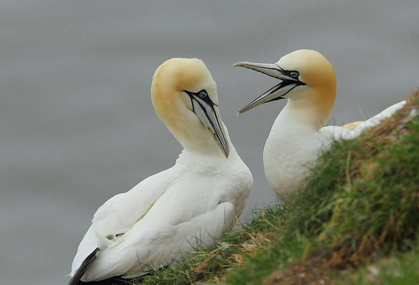 Gannet-83504309