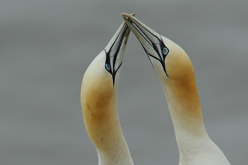 Gannet-83584310
