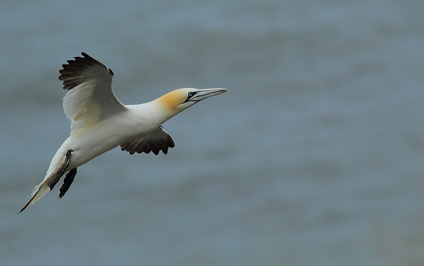 Gannet-84624317