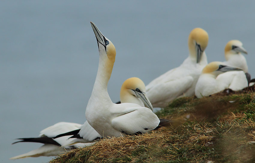 Gannet-85214322