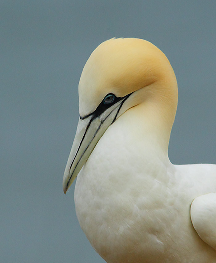 Gannet-85524324