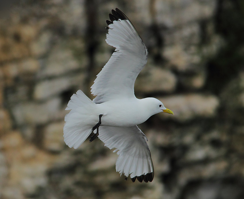 Kittiwake-84914320