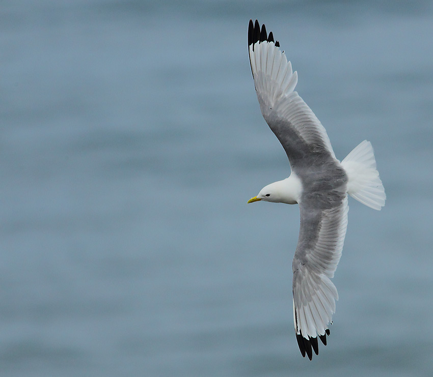 Kittiwake-88724325