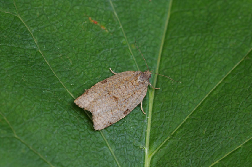 Lozotaenia-forsterana27
