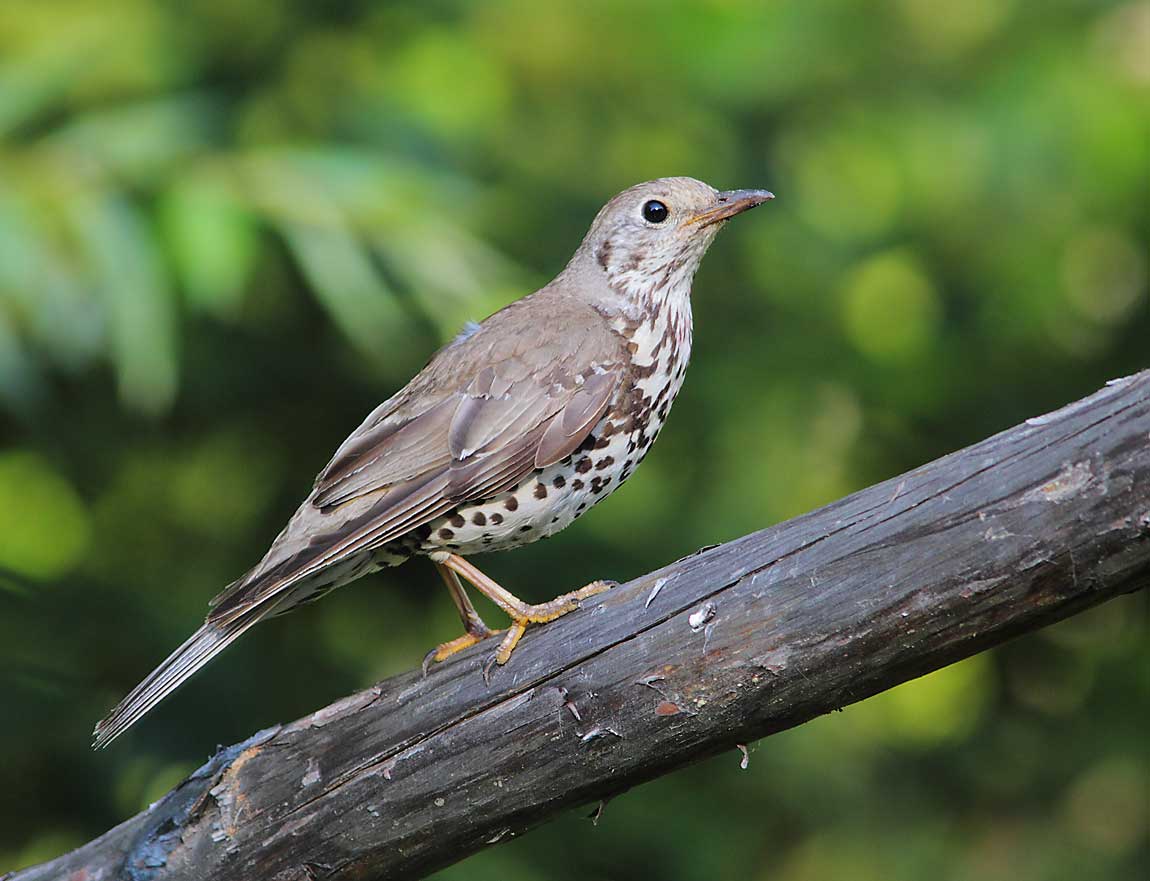 Mistle-Thrush-1059122
