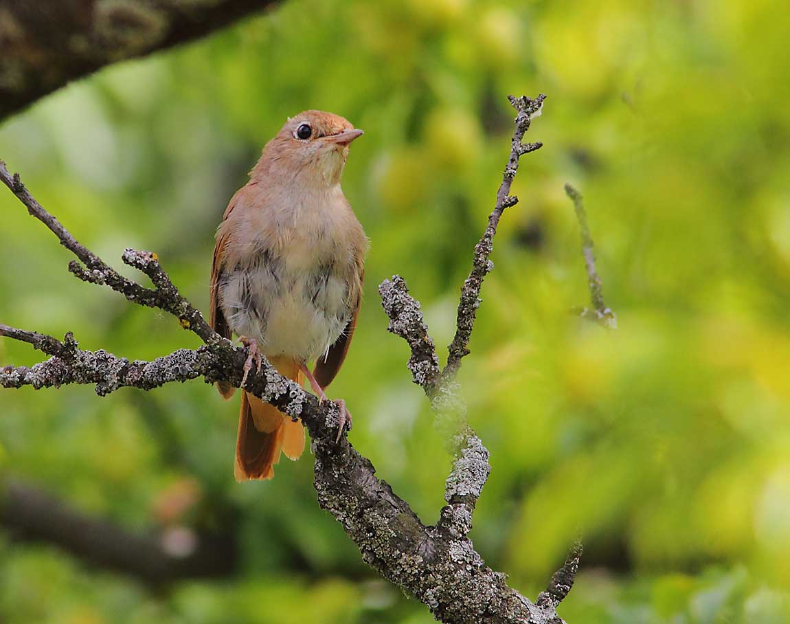 Nightingale-0947123