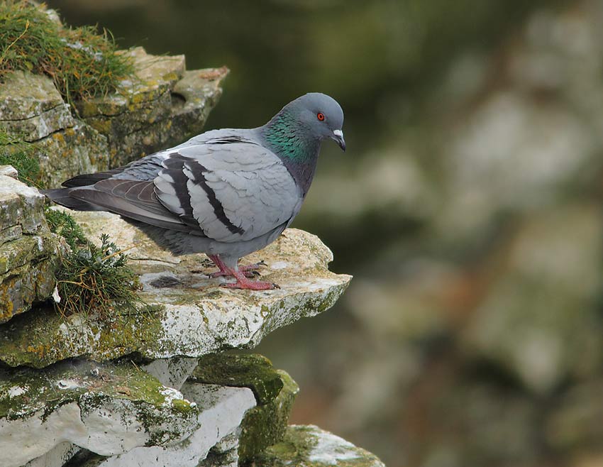 Rock-Dove-Feral-84714318