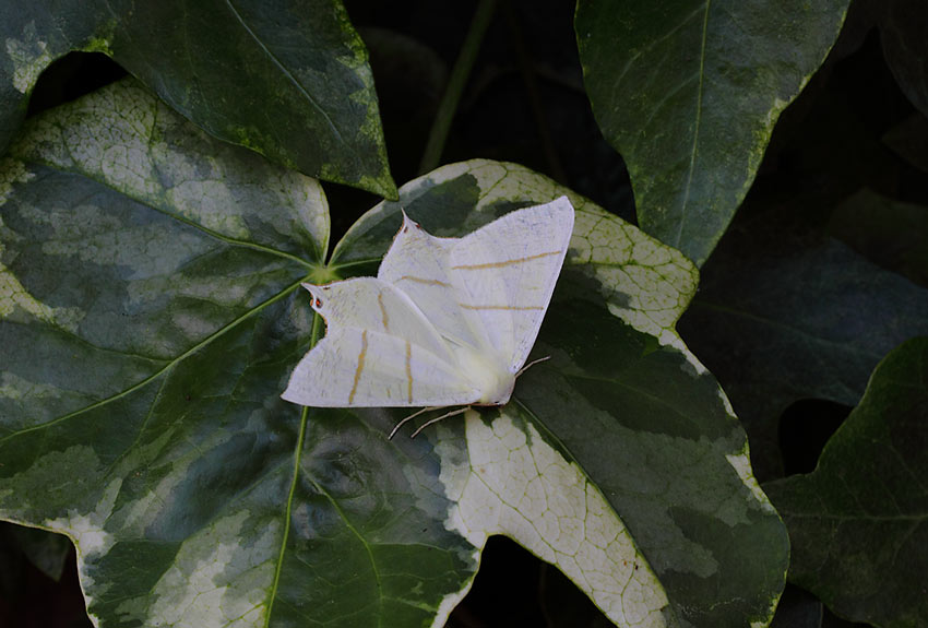 Swallowtail-Moth-129412