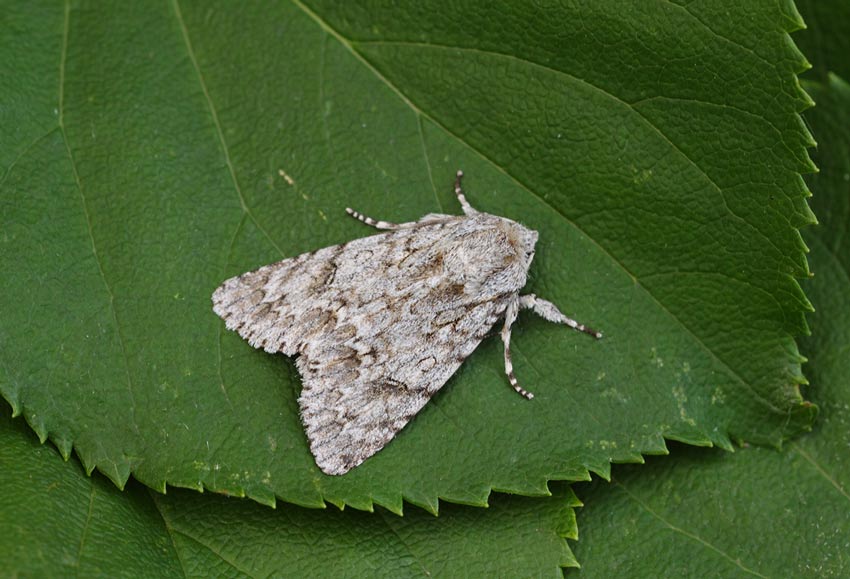 Sycamore-148823