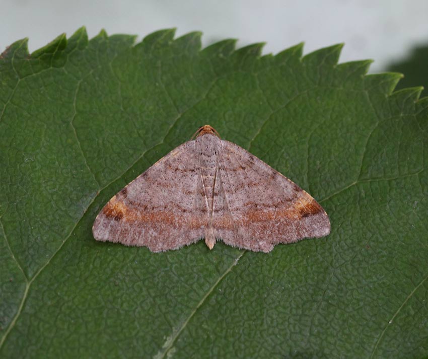 Tawny-barred-Angle154932