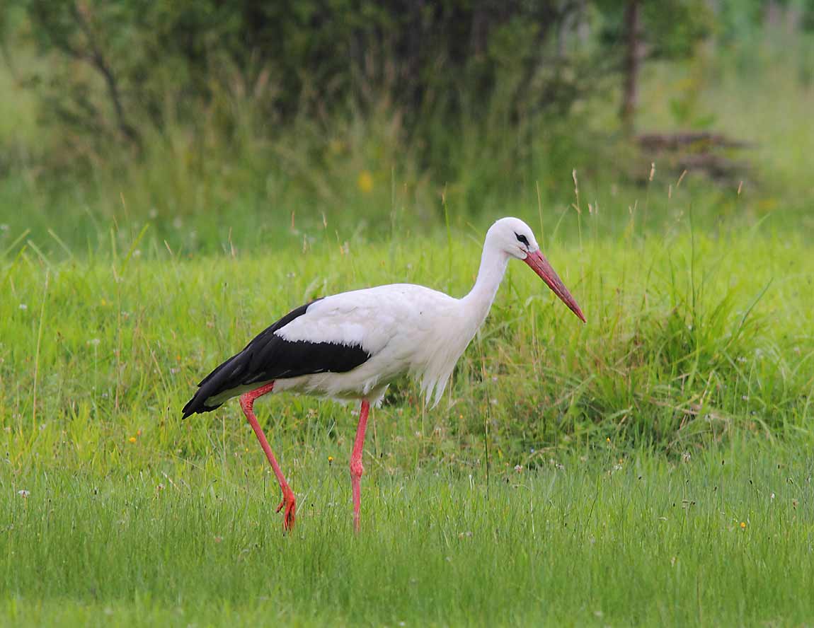 White-Stork-1097119