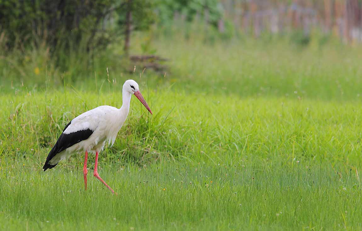 White-Stork-1101118
