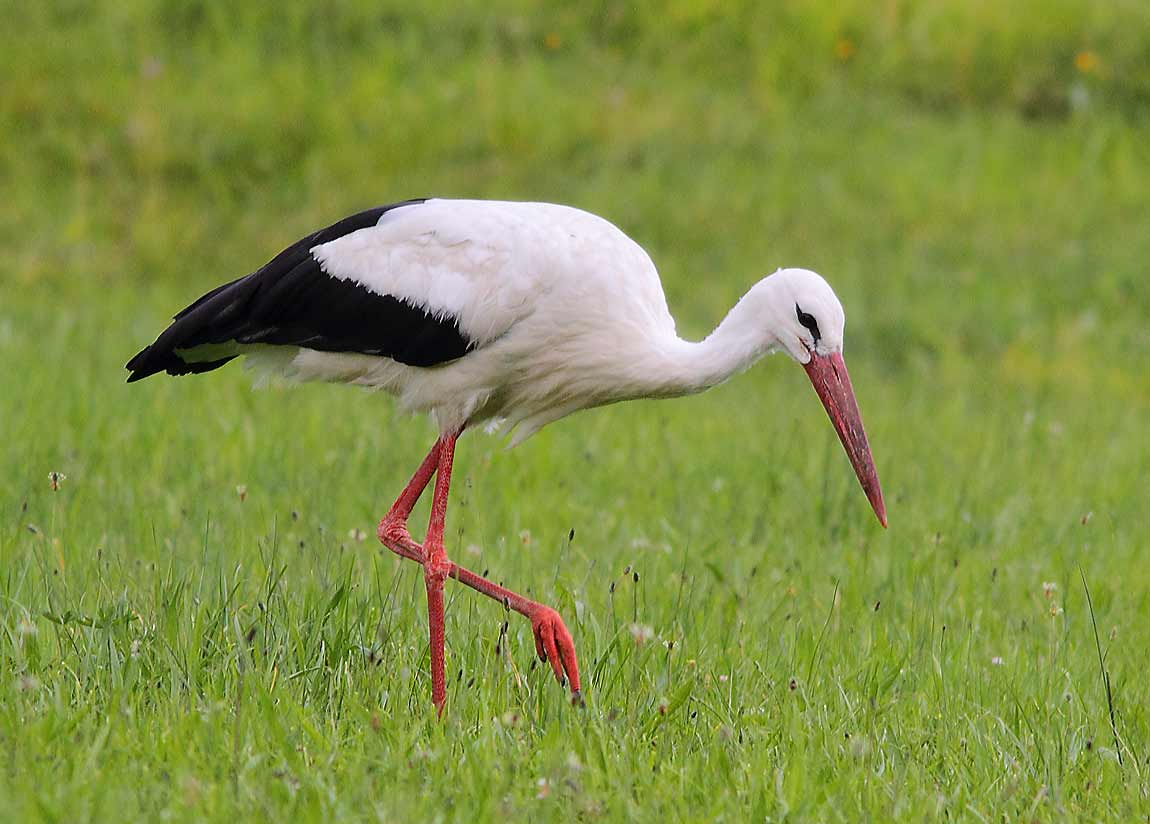 White-Stork-1110116