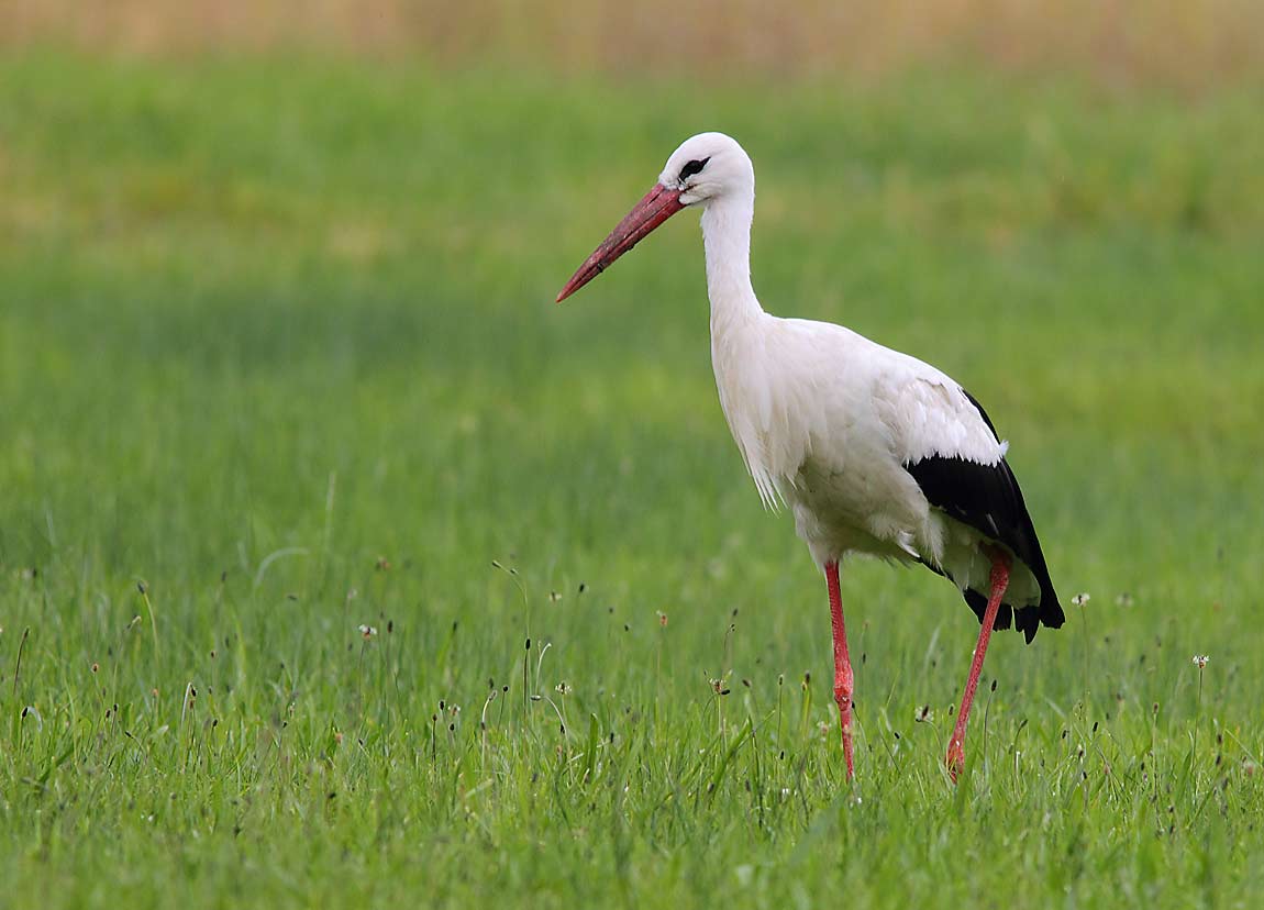 White-Stork-1121115