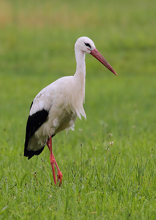 White-Stork-1129113