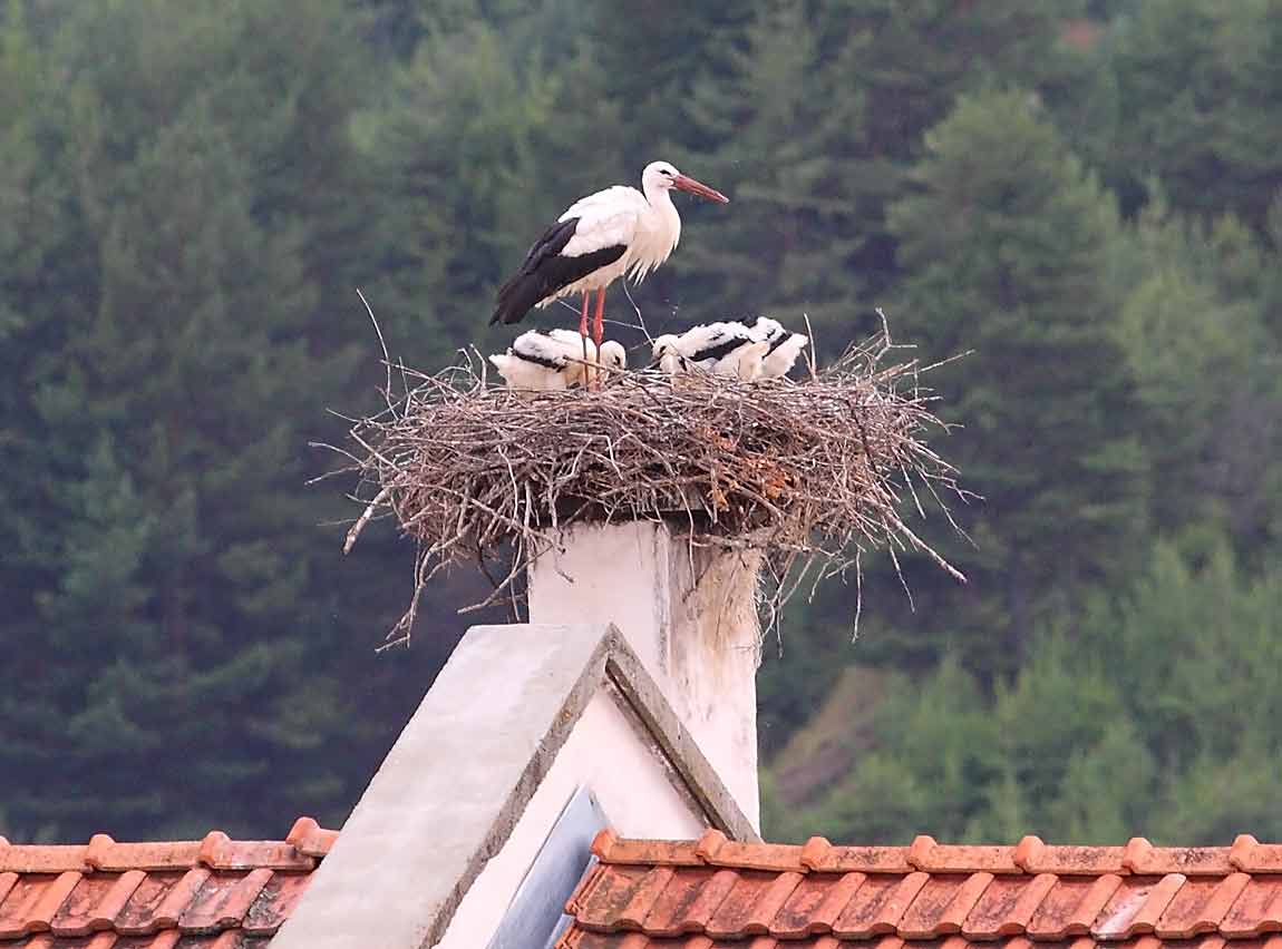 White-Stork-6999124