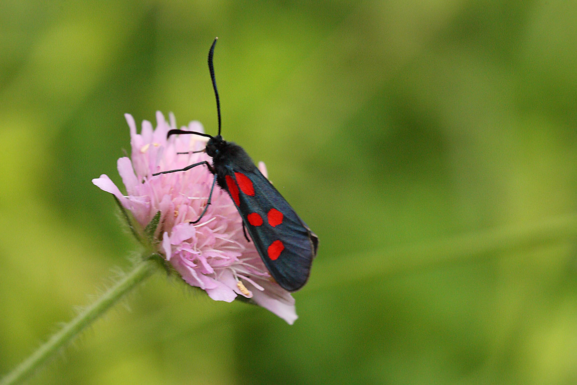 5 spot burnet 7026316