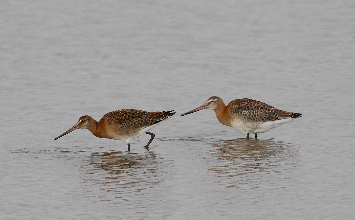 Black-tailed Godwit 6714377
