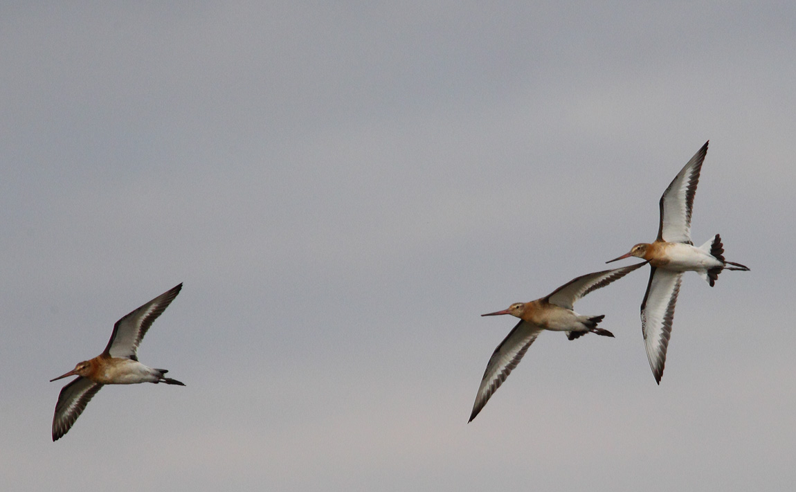 Black-tailed Godwit 6742375
