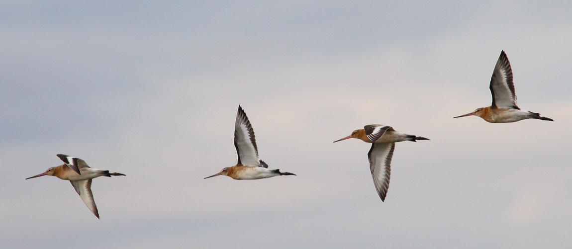 Black-tailed Godwit 6758376