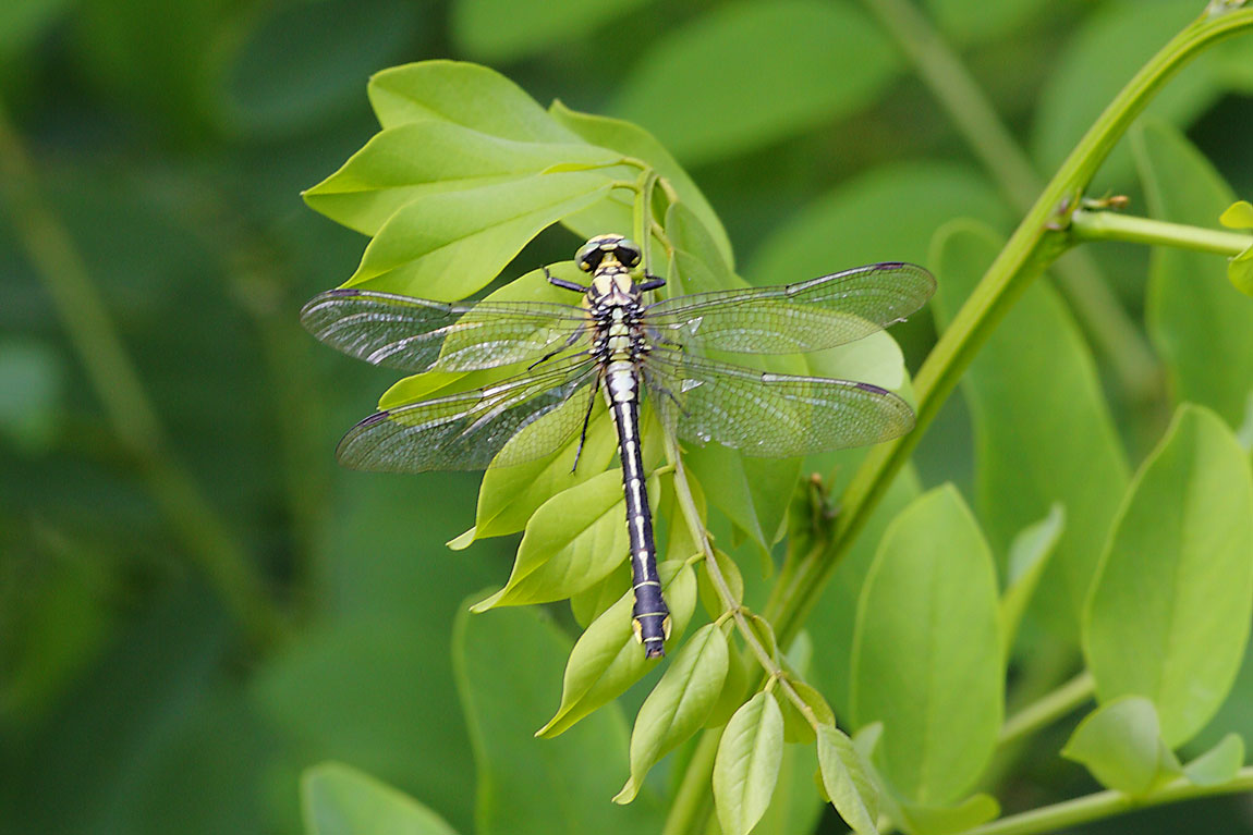 Common Clubtail -6621284
