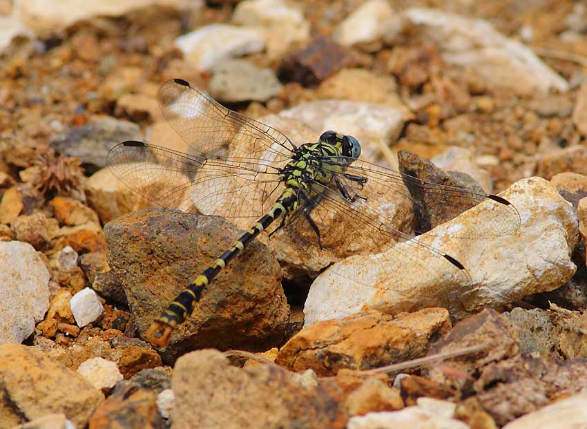Dragonfly-sp-71774227