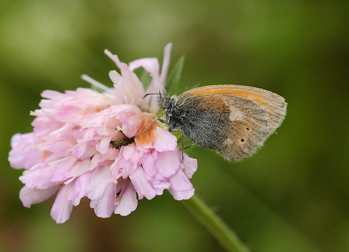 Eastern-Large-Heath-702446